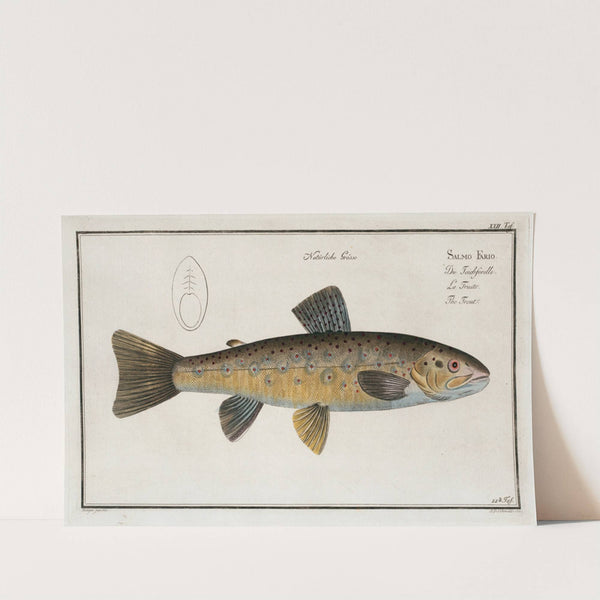 Salmo Fario, The Trout. by Marcus Elieser Bloch