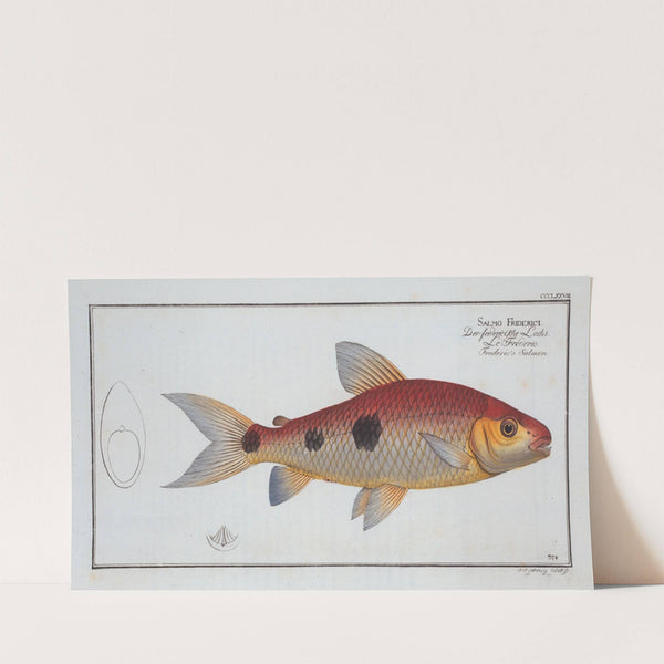 Salmo Friderici, The Frederic’s Salmon. (1785-1797) by Marcus Elieser Bloch
