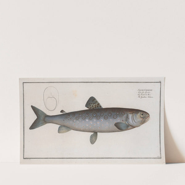 Salmo Goedenii, The Goeden’s Salmon. (1785-1797) by Marcus Elieser Bloch