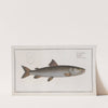 Salmo Hucho, The River-Salmon. (1785-1797) by Marcus Elieser Bloch