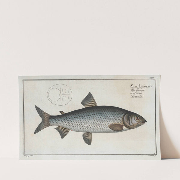 Salmo Lavaretus, The Gwiniad. (1785-1797) by Marcus Elieser Bloch