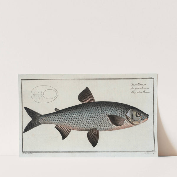 Salmo Maræna, The Great-Maræna. (1785-1797) by Marcus Elieser Bloch