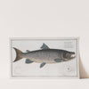 Salmo Salar Mas, The Male-Salmon. (1785-1797) by Marcus Elieser Bloch