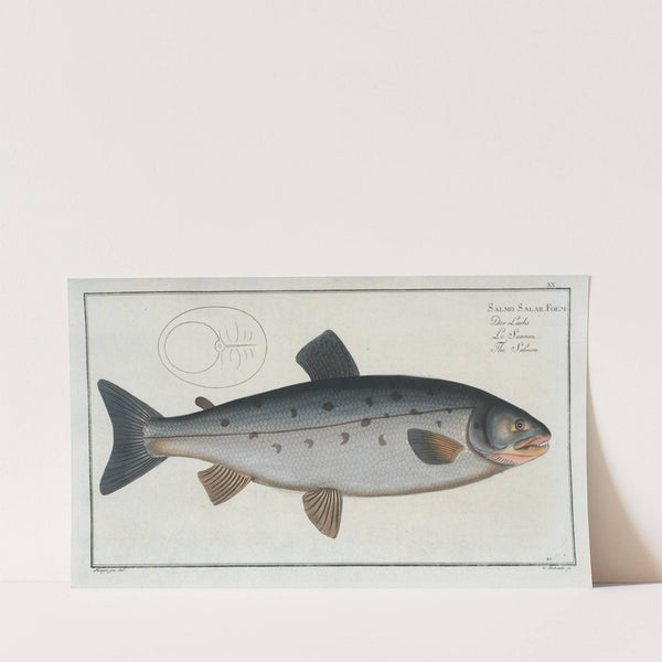 Salmo Salar, The Salmon. (1785-1797) by Marcus Elieser Bloch