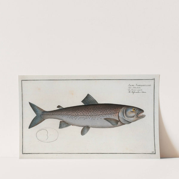 Salmo Schifermulleri, The Schifermiller’s Salmon. (1785-1797) by Marcus Elieser Bloch