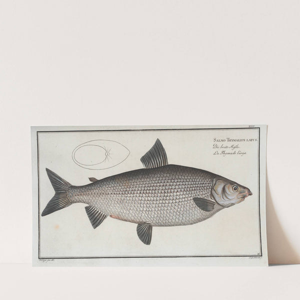 Salmo Thymallus latus, The Broad-Gwiniad. (1785-1797) by Marcus Elieser Bloch