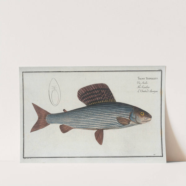 Salmo Thymallus, The Grayling. by Marcus Elieser Bloch