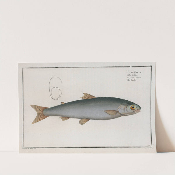 Salmo Umbla, The Umble. by Marcus Elieser Bloch