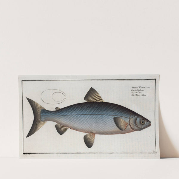 Salmo Wartmanni, The Blue-Salmon. (1785-1797) by Marcus Elieser Bloch