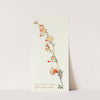 Salmon Globe Mallow by Margaret Armstrong