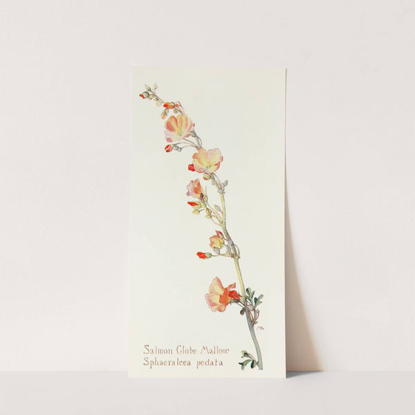Salmon Globe Mallow by Margaret Armstrong