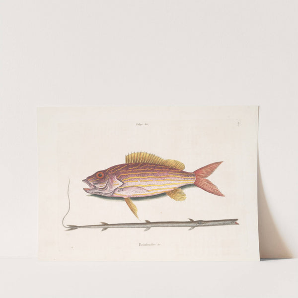Salpa &c., The Lane-Snapper; Petimbuabo Brasil, The Tobaccopipe-Fish. by Mark Catesby