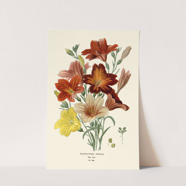 Salpiglossis Sinuata (1896-1897) by Edward Step