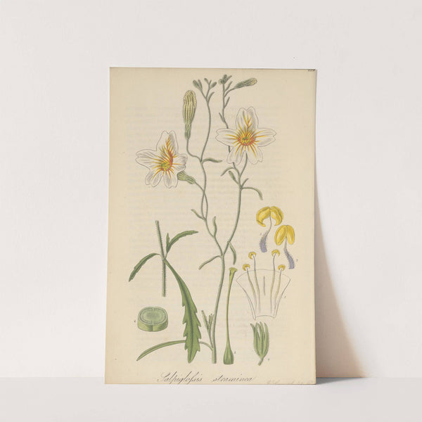 Salpiglossis straminea by William Jackson Hooker