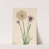 Salsify (Tragopogon porrifolius) (1921) by Mary Vaux Walcott