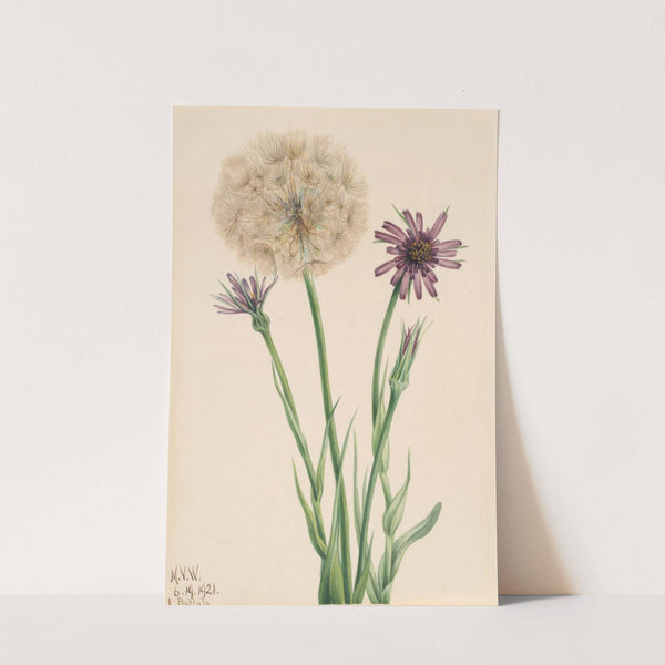 Salsify (Tragopogon porrifolius) (1921) by Mary Vaux Walcott