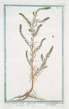 Salsola allissima erecta ramosissima herbacea foliis filiformibus acutiusculis – Salsola. (Russian thistle)