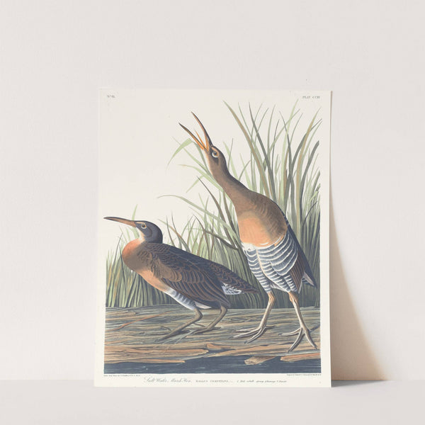 Salt water marsh hen by John James Audubon