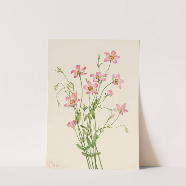 Saltmarsh Rosegentian (Sabbatia stellaris) (1926) by Mary Vaux Walcott