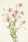 Willow (Salix) (1900)