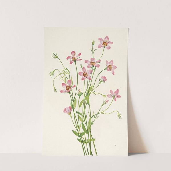 Saltmarsh Rosegentian. Sabbatia stellaris (1925) by Mary Vaux Walcott