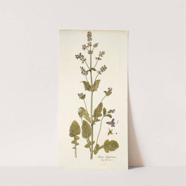 Salvia abyssinica by Nikolaus Joseph Freiherr von Jacquin