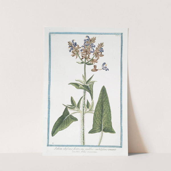 Salvia altissima frutescens caulibus candidissimo tomento vestitis, foliis maximis. (Tallest Sage) by Giorgio Bonelli