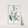 Salvia, foliis auritis, et non auritis, floribus violaceis - Salvia - Sauge. (Common Sage) by Giorgio Bonelli