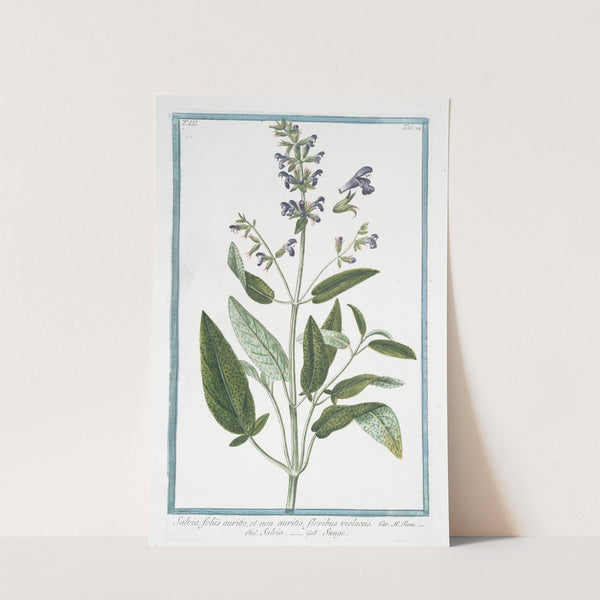 Salvia, foliis auritis, et non auritis, floribus violaceis - Salvia - Sauge. (Common Sage) by Giorgio Bonelli