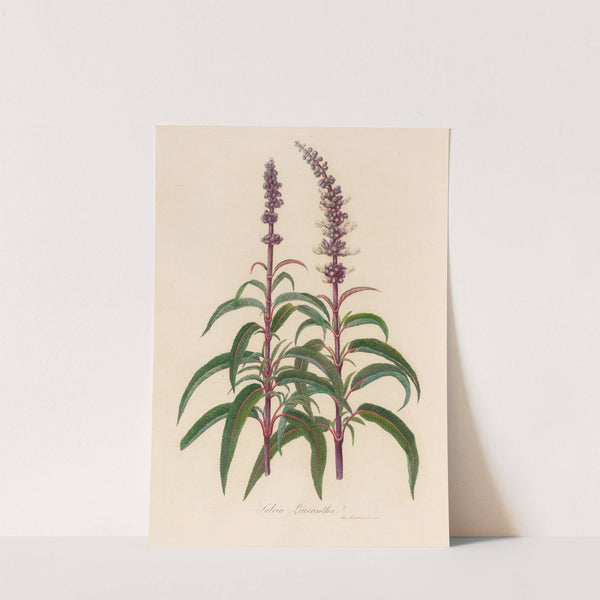 Salvia Leucantha (1818-1824) by Gaetano Savi