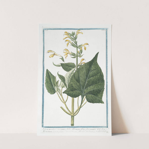 Salvia Montana, maxima, foliis, Hormini, flore flavescente - Horminum luteum, flutinosum - Orvala - Collo di Giove. (Sage from Montana) by Giorgio Bonelli