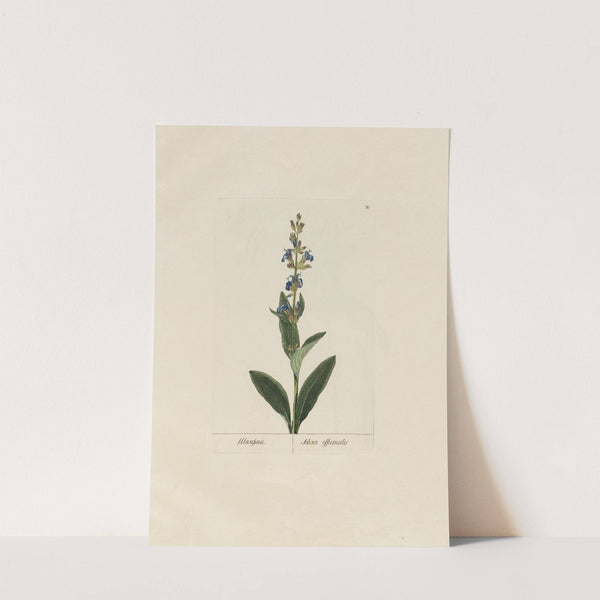 Salvia officinalis (1797–1810) by Petr Martynovich Gofman