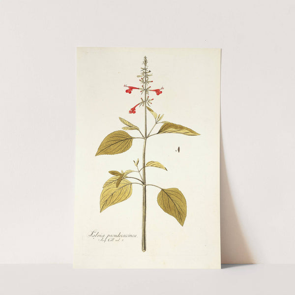 Salvia pseudococcinea by Nikolaus Joseph Freiherr von Jacquin