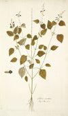 Salvia Serotina