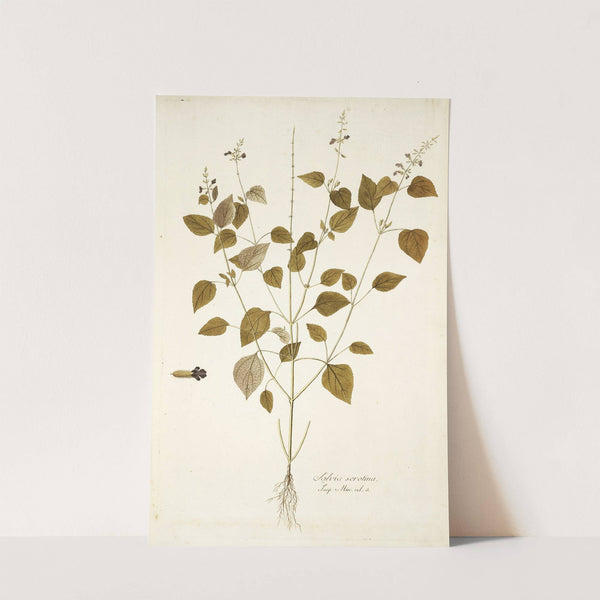 Salvia Serotina by Nikolaus Joseph Freiherr von Jacquin