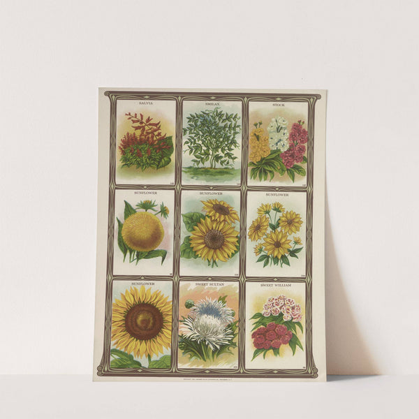 Salvia, Smilax, Stock, Sunflower… (1921) by Genesee Valley Lithograph Co.