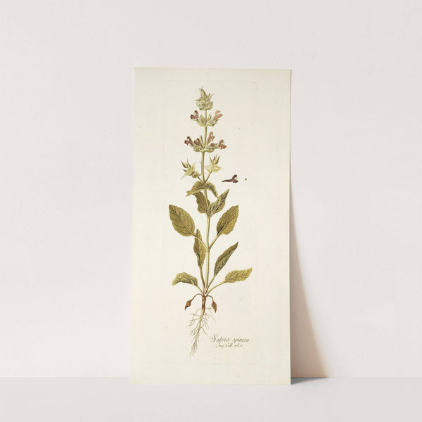 Salvia spinosa by Nikolaus Joseph Freiherr von Jacquin