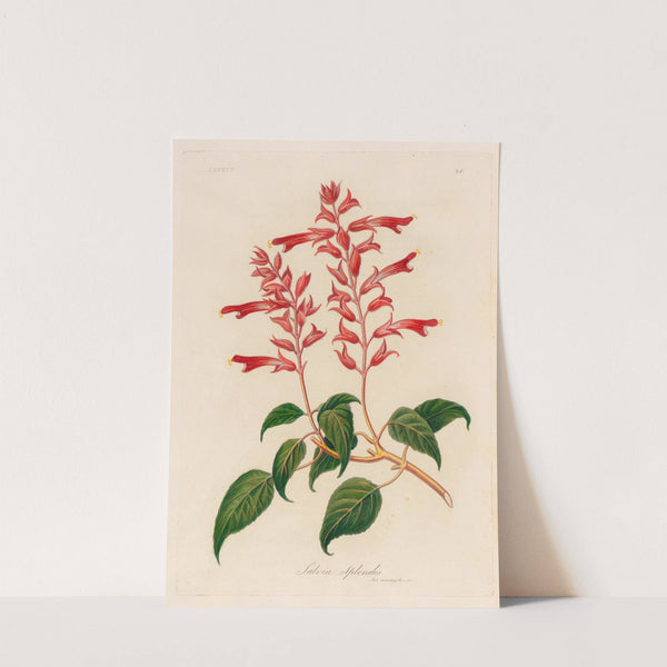 Salvia Splendes (1818-1824) by Gaetano Savi