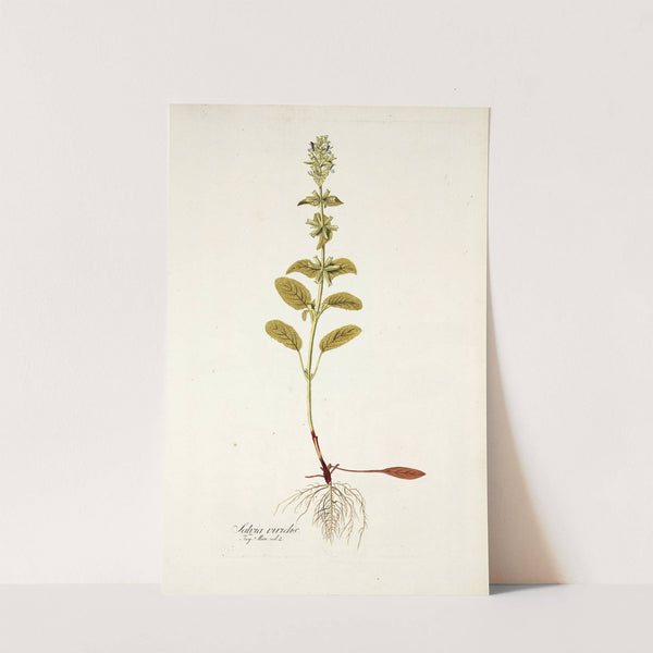 Salvia viridis by Nikolaus Joseph Freiherr von Jacquin