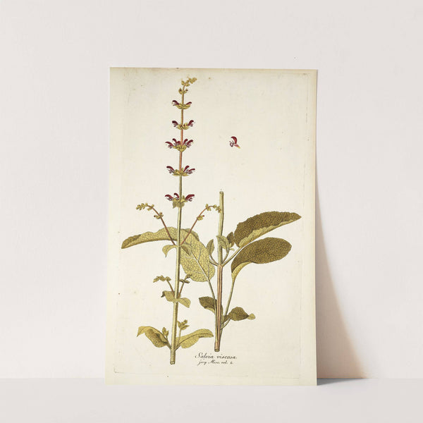 Salvia viscosa by Nikolaus Joseph Freiherr von Jacquin
