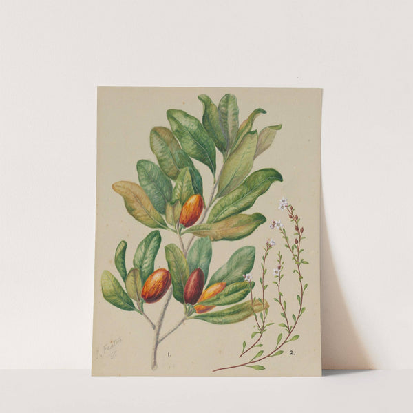 Samolus repens; Pouteria costata by Sarah Featon