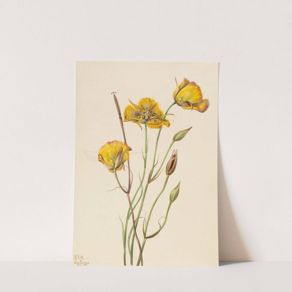 San Diego Mariposa (Calochortus weedii) (1925) by Mary Vaux Walcott