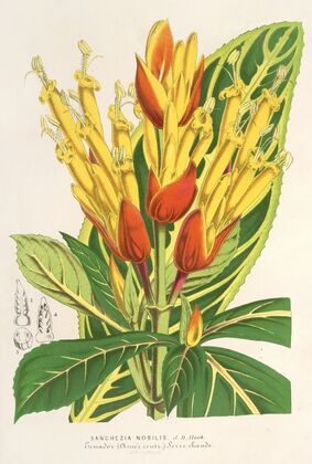 Sanchezia nobilis