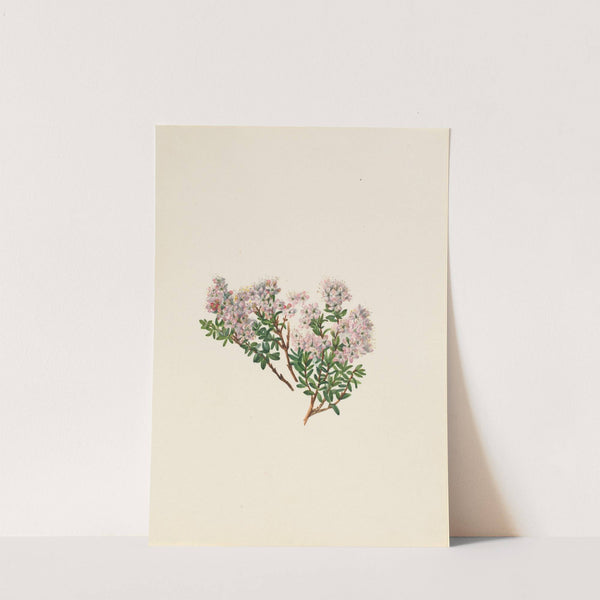 Sand Myrtle (Leiophyllum lyoni) (ca. 1930s) by Mary Vaux Walcott