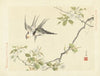 Sand pear and barn swallow (1892)