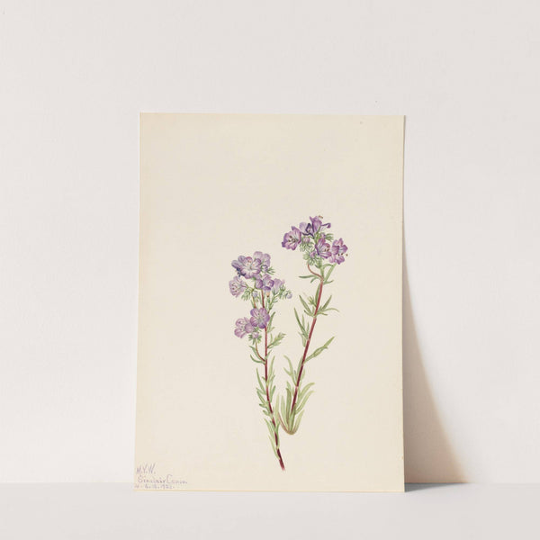 Sand Phacelia (Phacelia linearis) (1923) by Mary Vaux Walcott