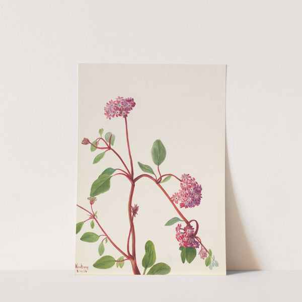 Sand Verbena (Abronia umbellata) (1936) by Mary Vaux Walcott