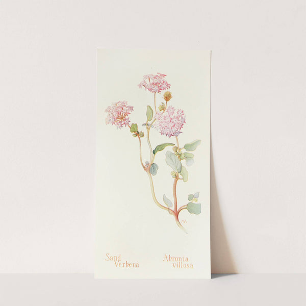 Sand-Verbena by Margaret Armstrong