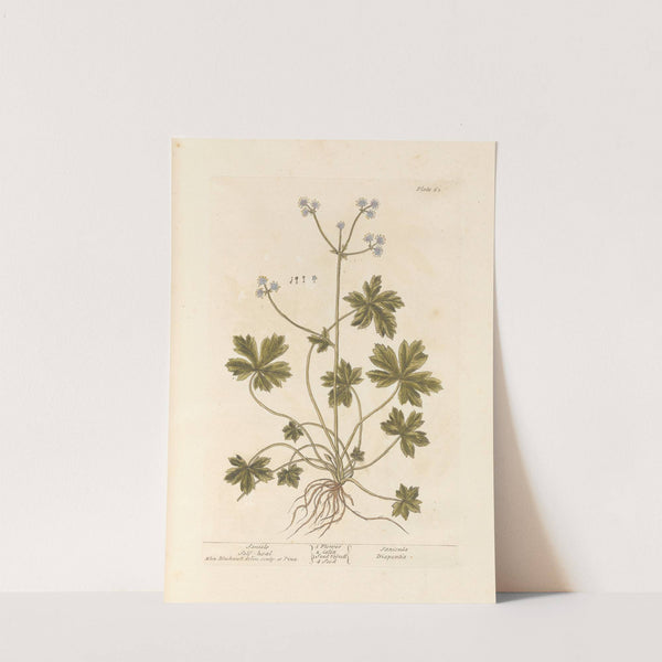 Sanicle; Self-heal by Elizabeth Blackwell