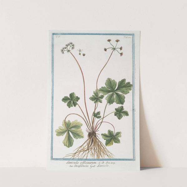 Sanicula officinarum - Diapensia - Sanicle. (Snake root) by Giorgio Bonelli